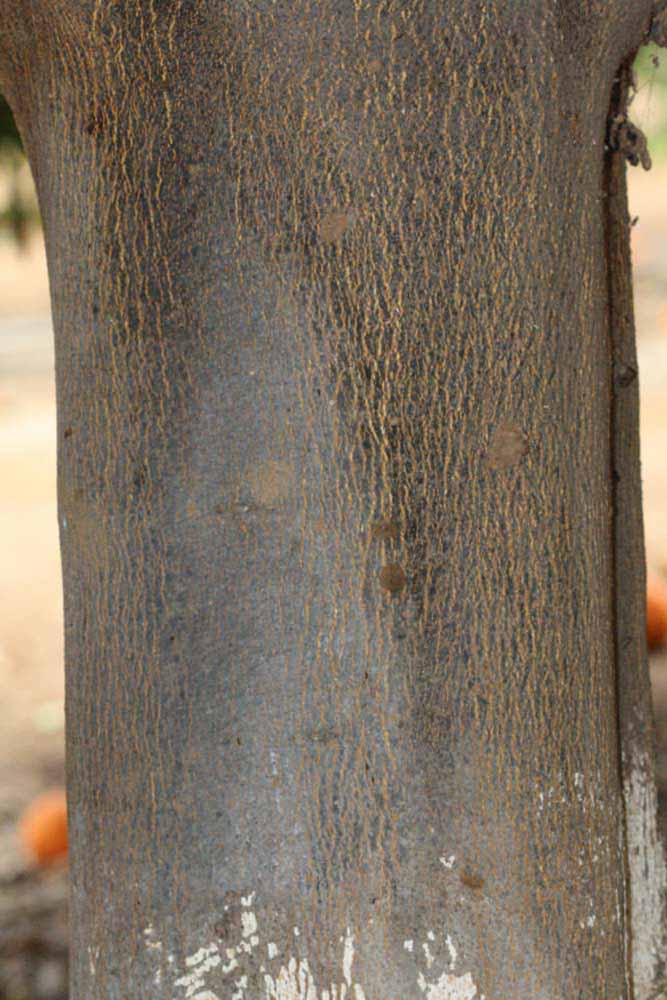            Bark (Riverside, CA)   
